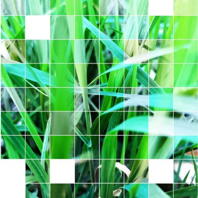 Abstract-Duncan Swan-7LR-Wild GrassTiles